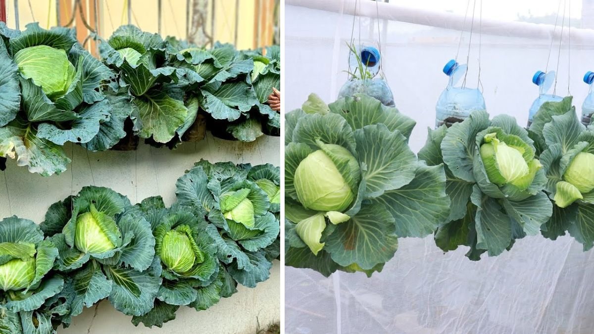 Mibuna Cabbage Is Delicious and Easy to Grow in Your Vegetable Garden