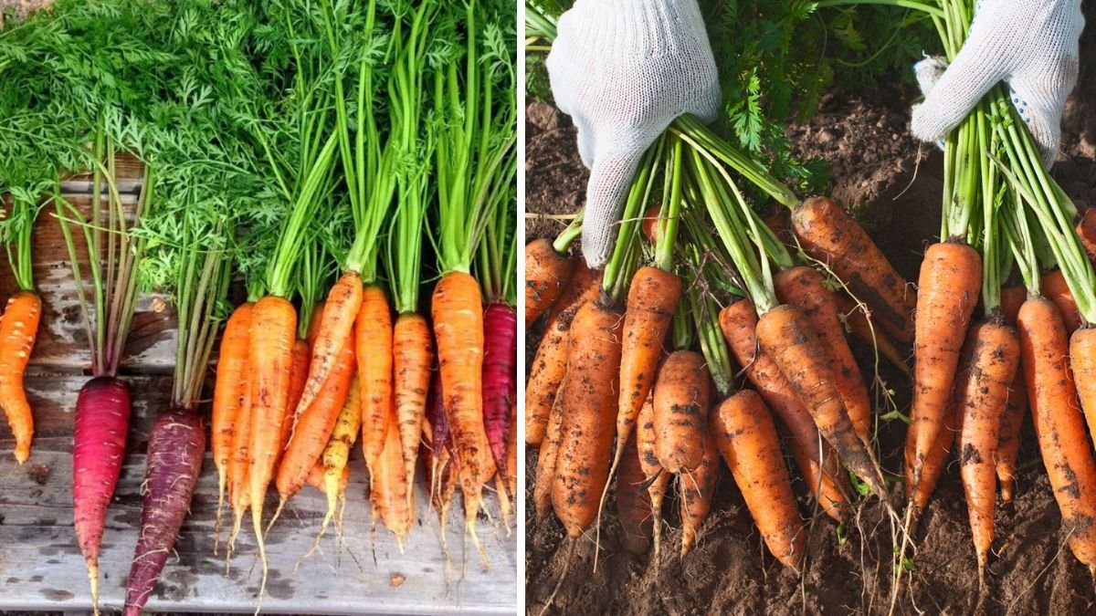 No More Buying Carrots: How I Grow Clean, Homegrown Carrots