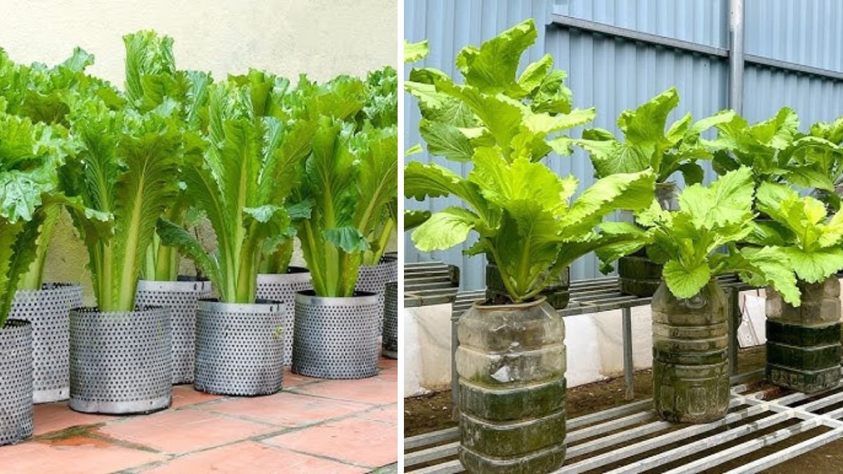 How to Grow Your Own Vegetables & Never Buy Them Again
