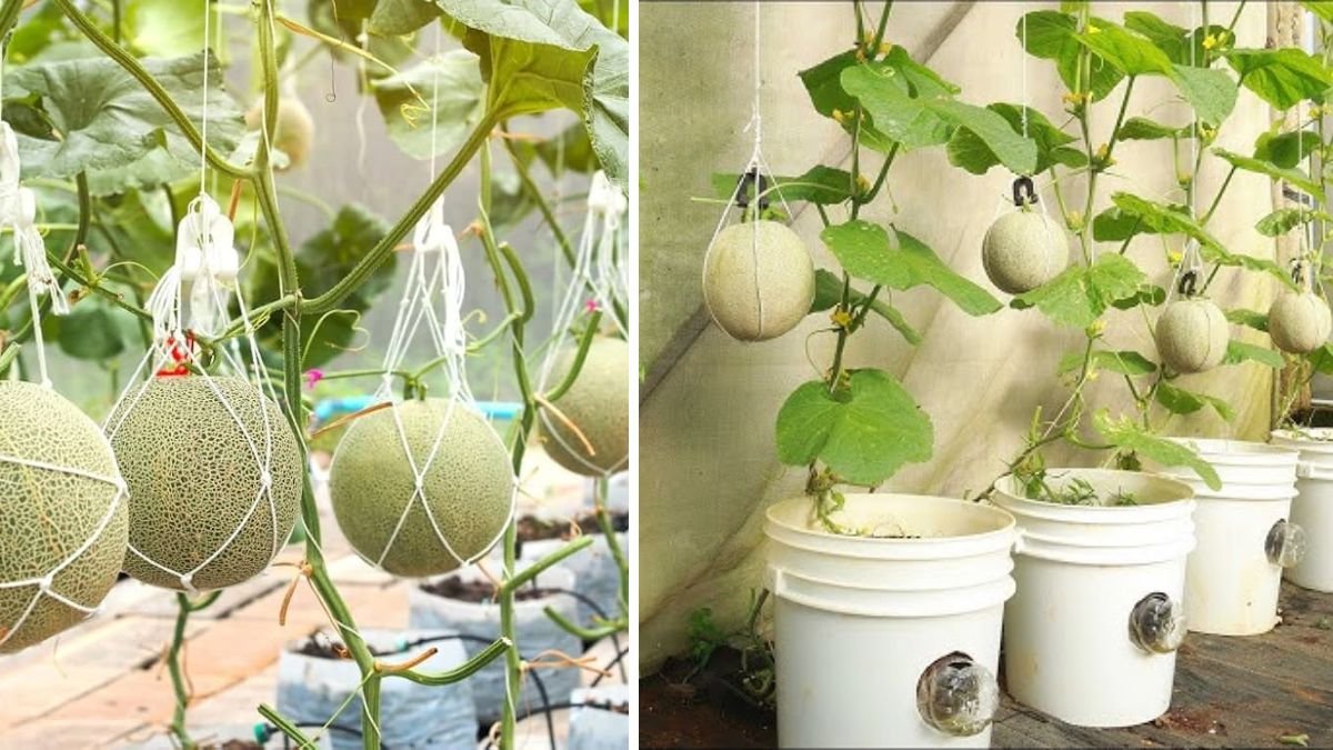 Grow Melons with Guaranteed Success for Beginners