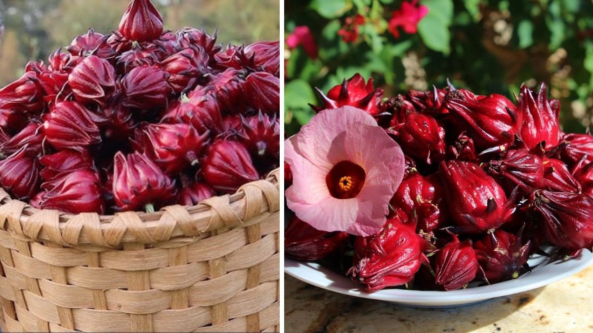 Delicious Sweet-Sour Hibiscus, Very Easy to Grow at Home
