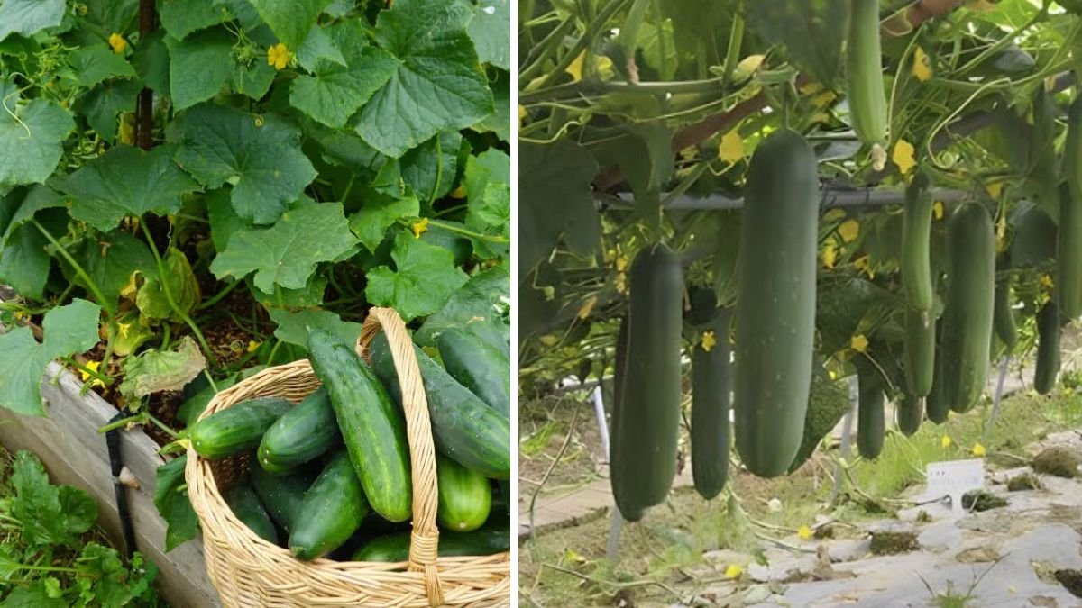 Great Idea: Grow a Basket of Fruitful Cucumbers at Home