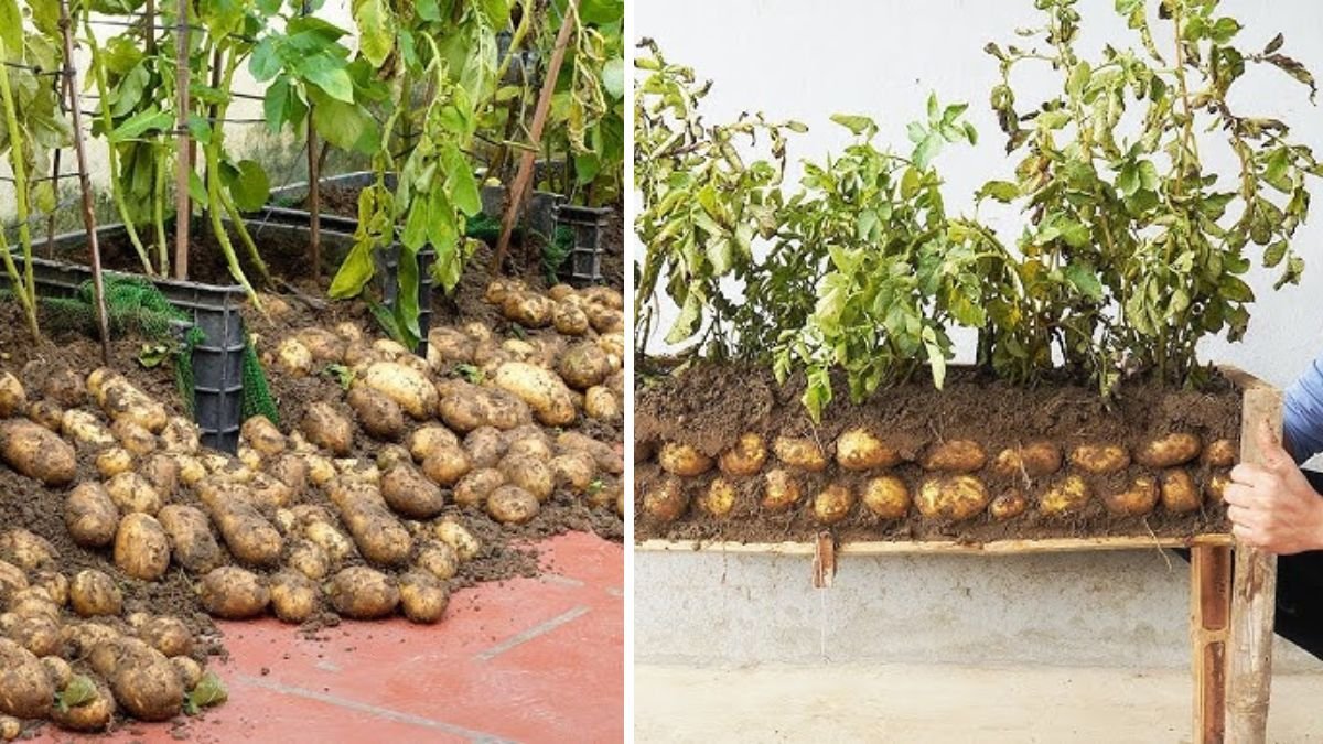 Too Surprised! How I Make Potatoes For Lots of Tubers — Simple High-Yield Tips