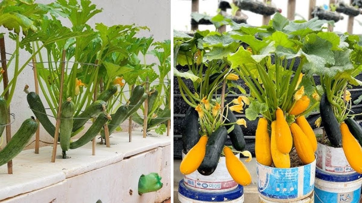 Surprised With How to Grow Super Productive Zucchini at Home