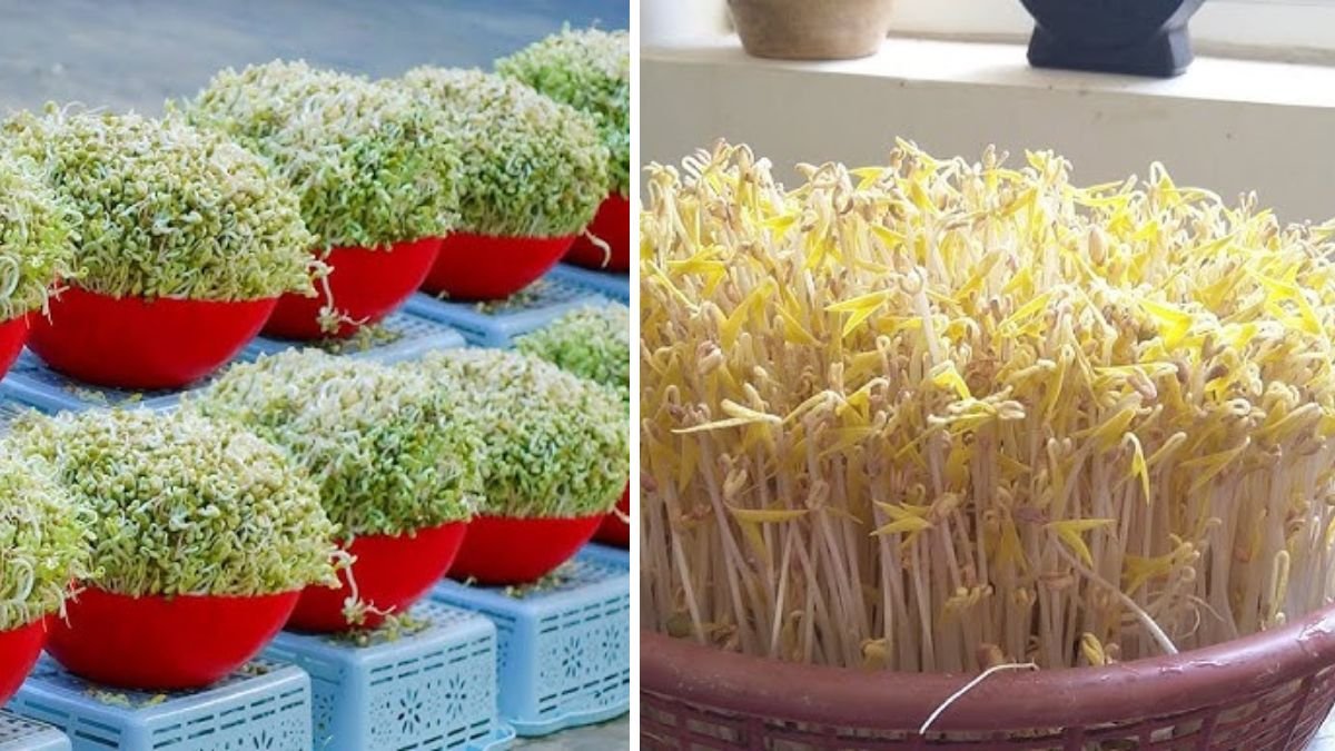 Can’t Miss This Super Fast Way to Make Bean Sprouts — Harvest in Just Days!