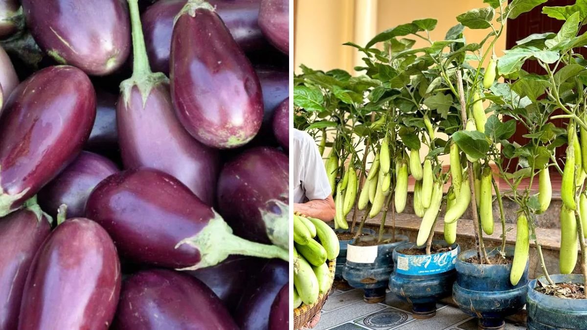 Why Didn’t I Know About This New Eggplant Sooner? Many Fruits Are Full of Surprises
