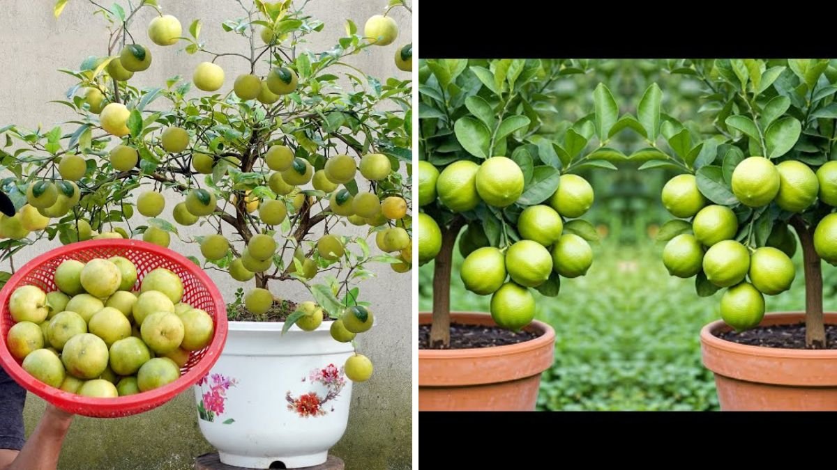 How to Grow Lemons All Year Round Without Buying New Seedlings – Proven Tips