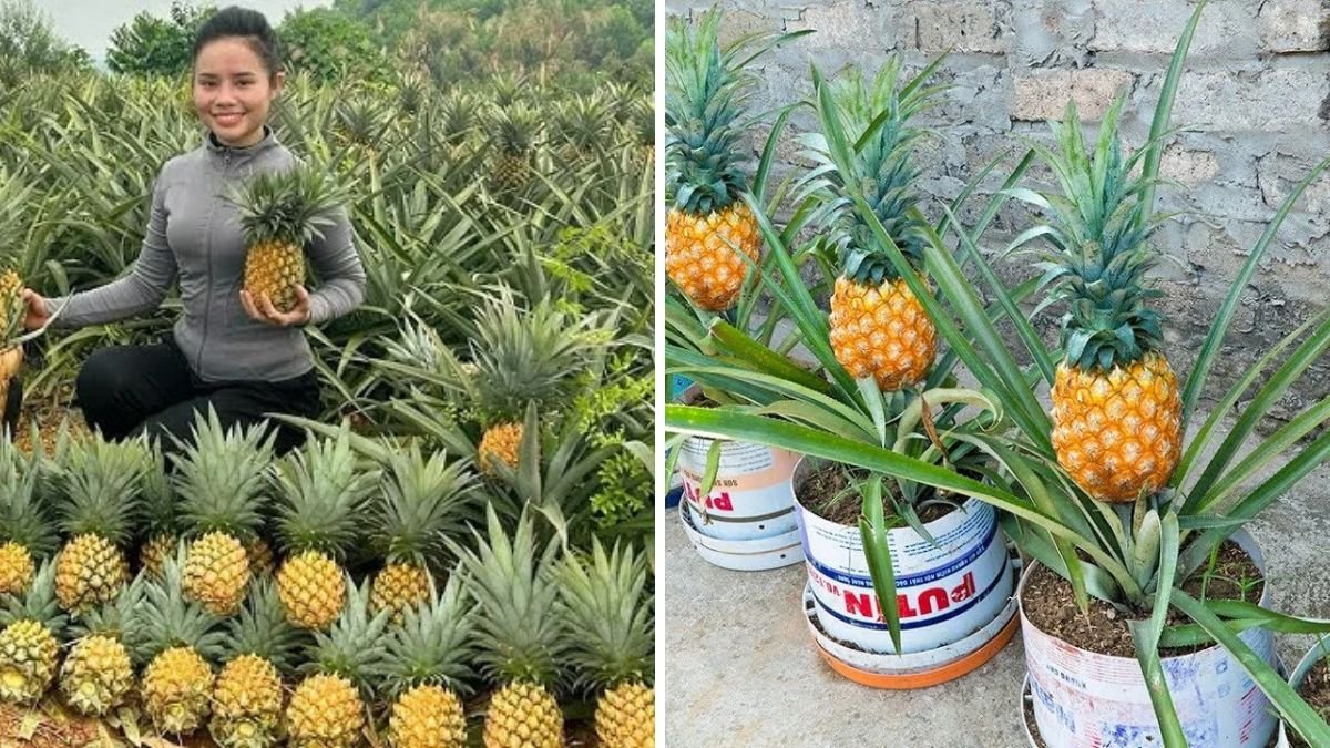 No Garden Needed, Get A Pineapple Garden Without Spending a Penny – Grow Your Own Tropical Fruit