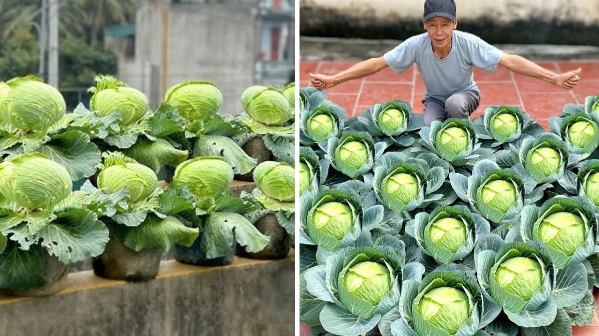 Planting Love Cabbages: The Secret Garden Gift That Will Soothe Your Wife’s Soul