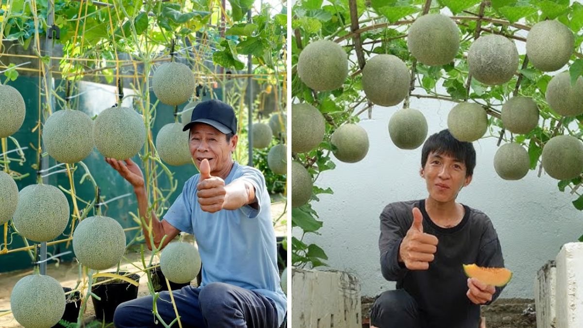 How I Created My Dream Melon Garden Without Spending a Dime