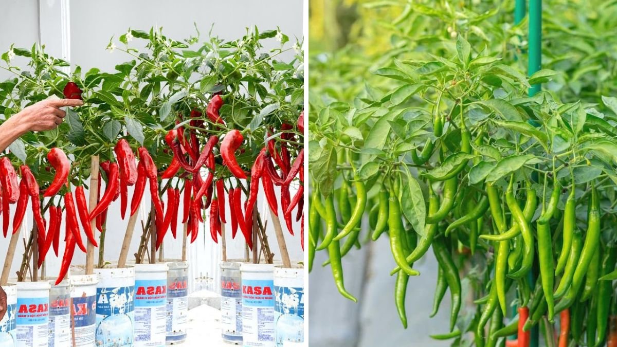 Double Your Chilli Production With Just One Little Tip: Did You Know