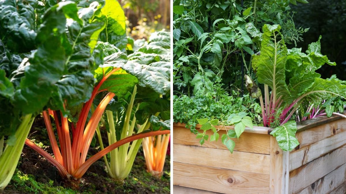 How I Grow Rainbow Chard Anywhere — No Garden Needed