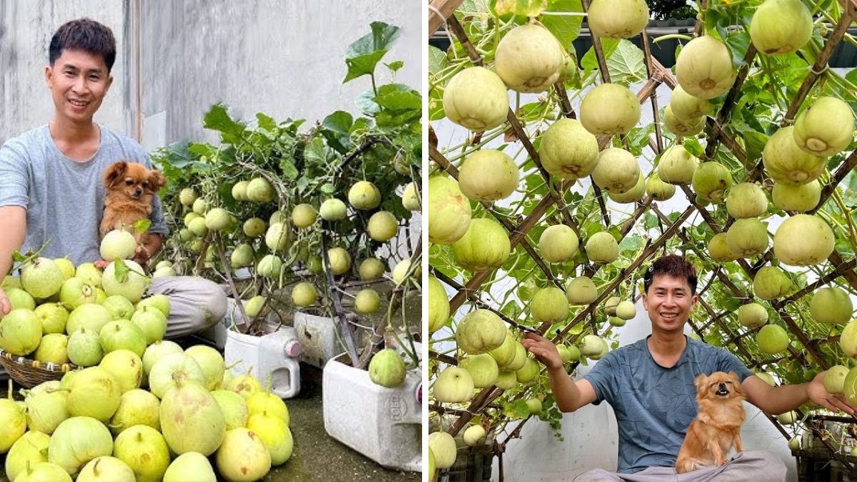 How Grow Melons Without A Garden, Super Many Fruits, Secret