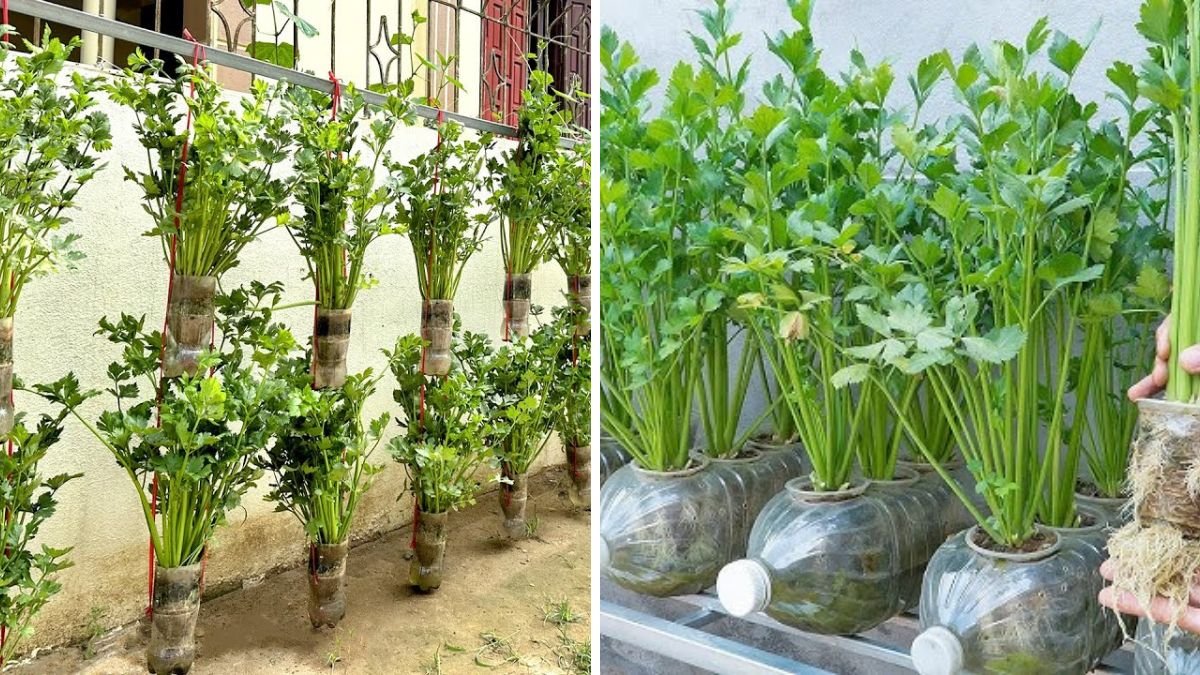 Double Your Celery Yield Easily with This Smart Plastic Bottle Solution