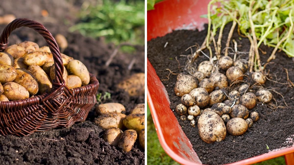 Grow Potatoes Fast and Properly — Exclusive Tips for Beginners