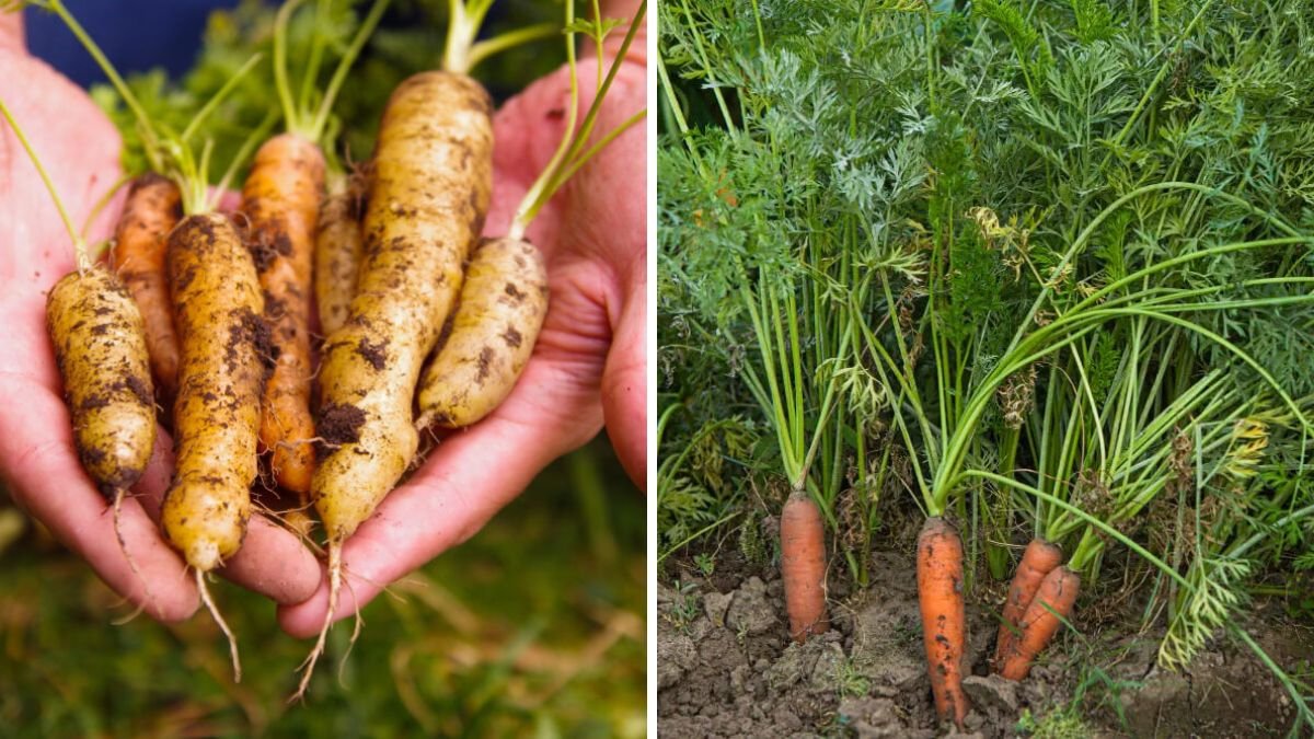 Breakthrough Growing Carrots on 3 Layers – Secret to Fast Growth