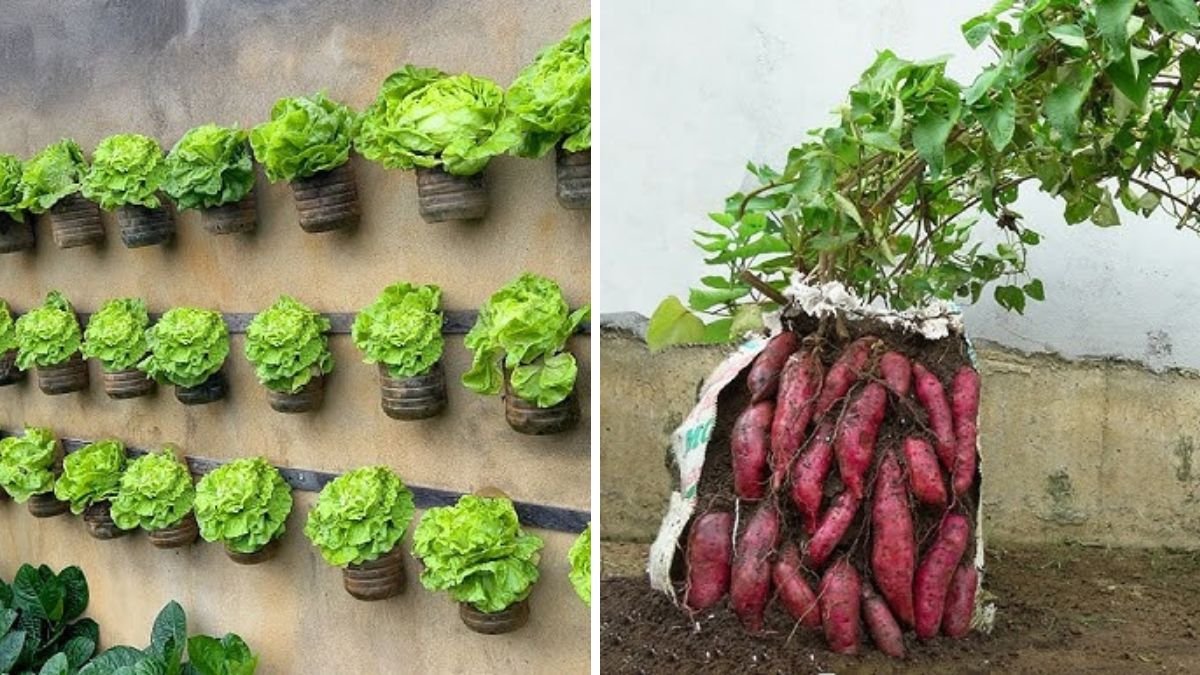 Growing Vegetables Without Watering, Convenient Solution For Sustainable Gardening