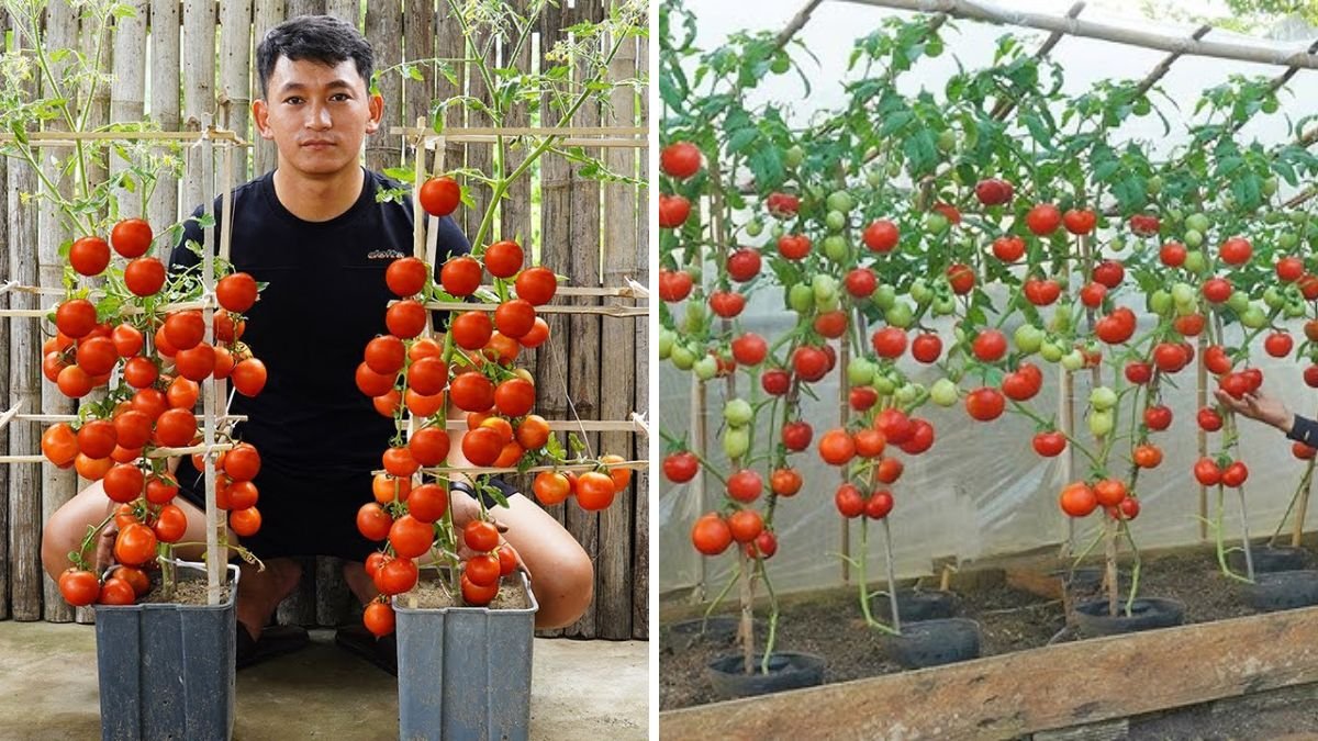 Secrets to Growing Large, Sweet Tomatoes in Just a Few Weeks