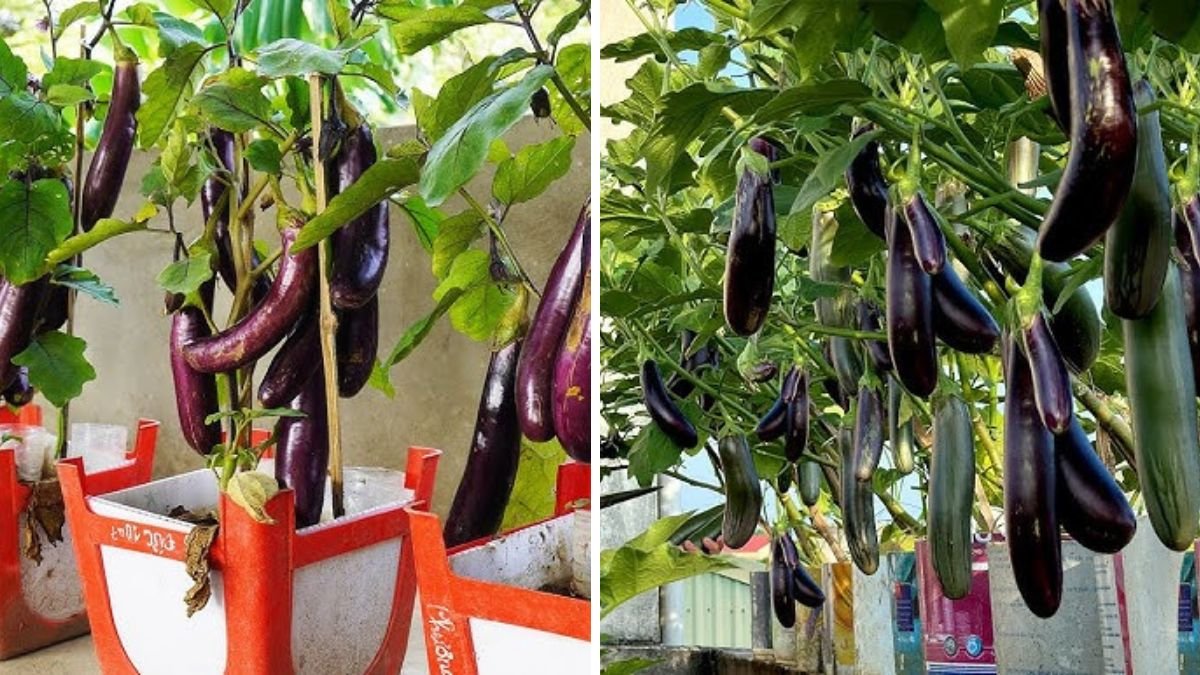 Tips for Growing Super Top Organic Eggplants Without Chemicals