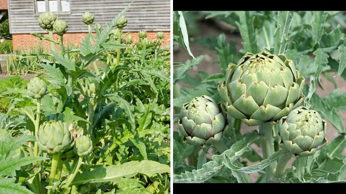 What Happens When You Grow Red Artichoke Using This Simple Method: Expert Tips & Benefits