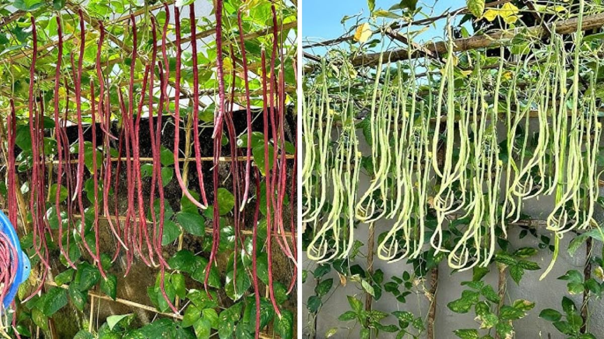 Simple Method to Make Yardlong Beans Fruit Massively: High-Yield Gardening Guide
