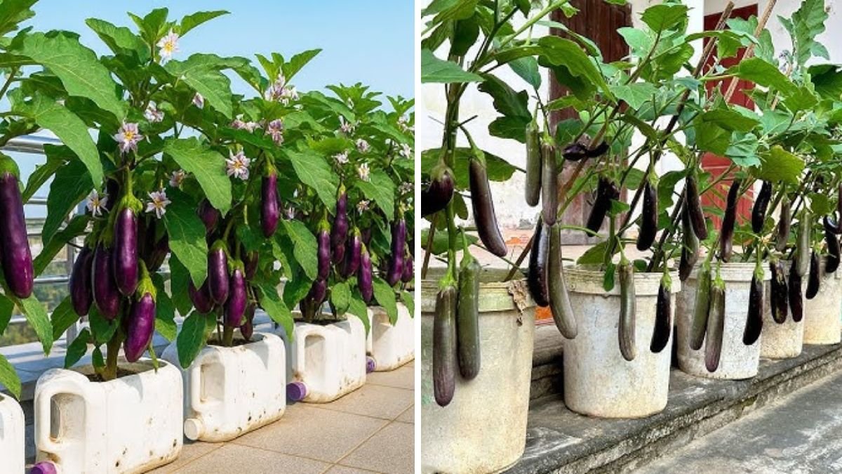 Eggplant Grown at Home Can Be Harvested Endlessly, Easily, and With Simple Care