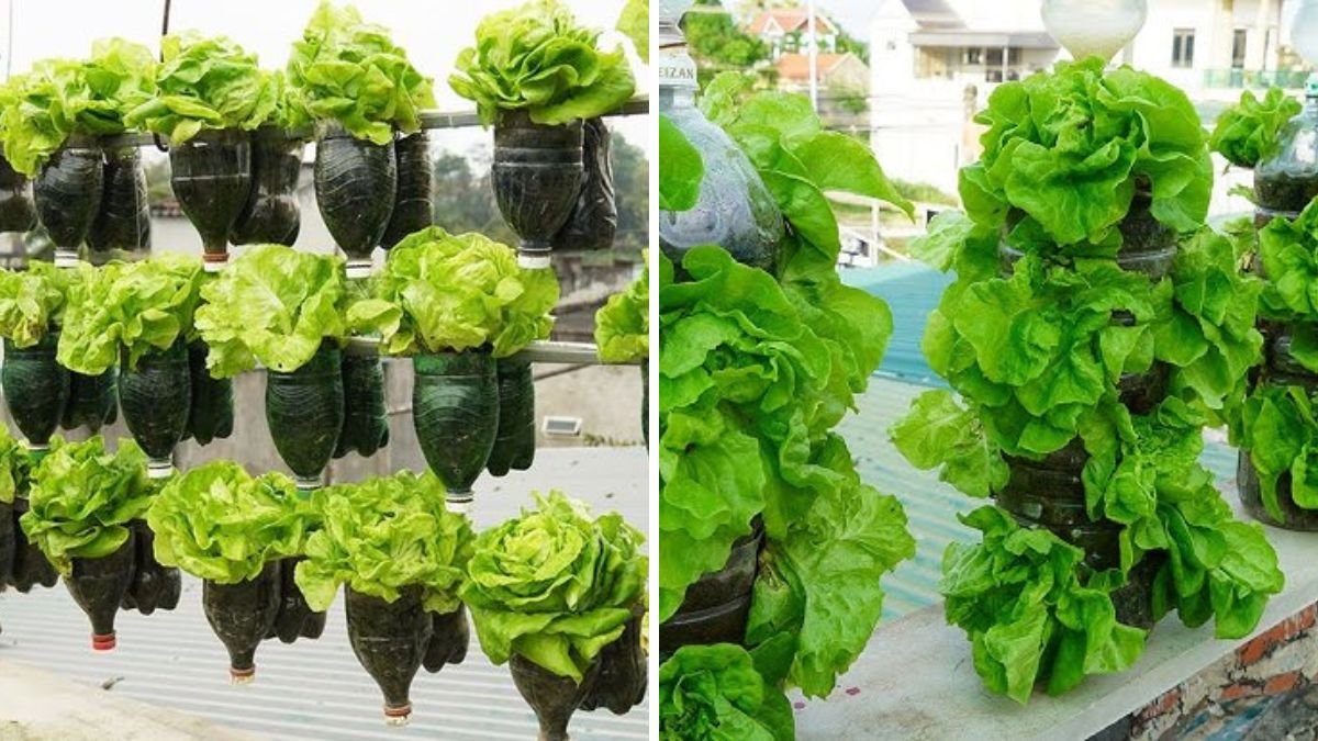 Amazing Lettuce Garden from Plastic Bottles – Vertical Gardening Made Easy