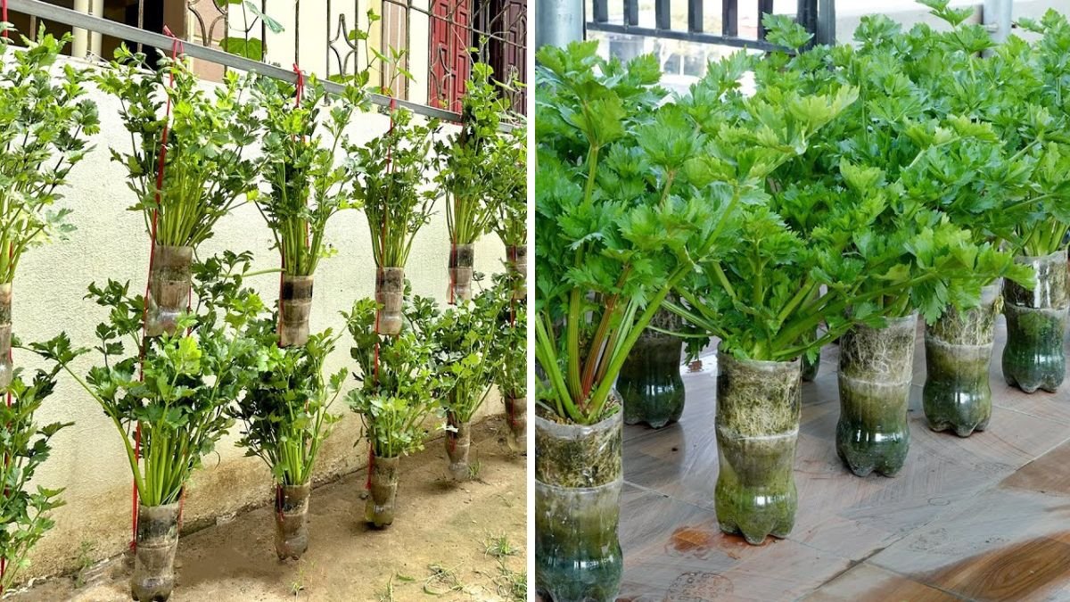 Recycle Plastic and Use the Wall to Grow a Mountain of Celery