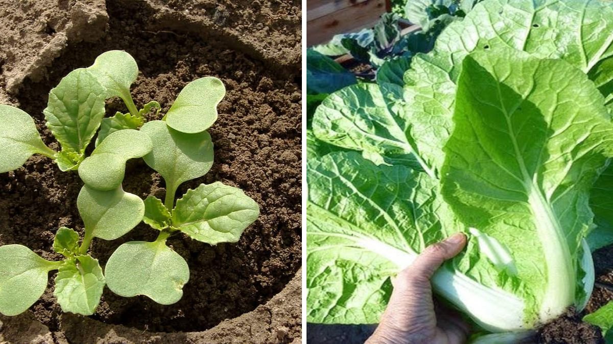 Growing Chinese Cabbage and Kale at Home Is Extremely Easy – Beginner’s Guide