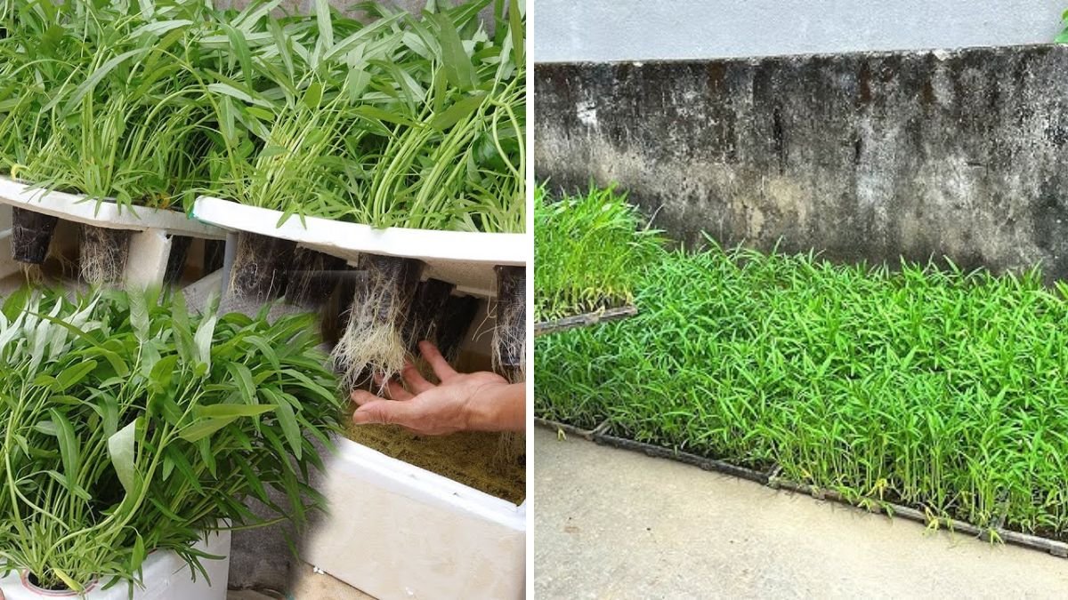 How to Grow Water Spinach Without a Garden and With Little Land for Fresh Greens