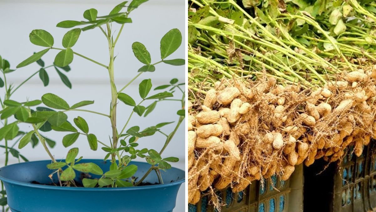 Minimal Soil, Maximum Harvest! Super Easy Peanut Growing at Home