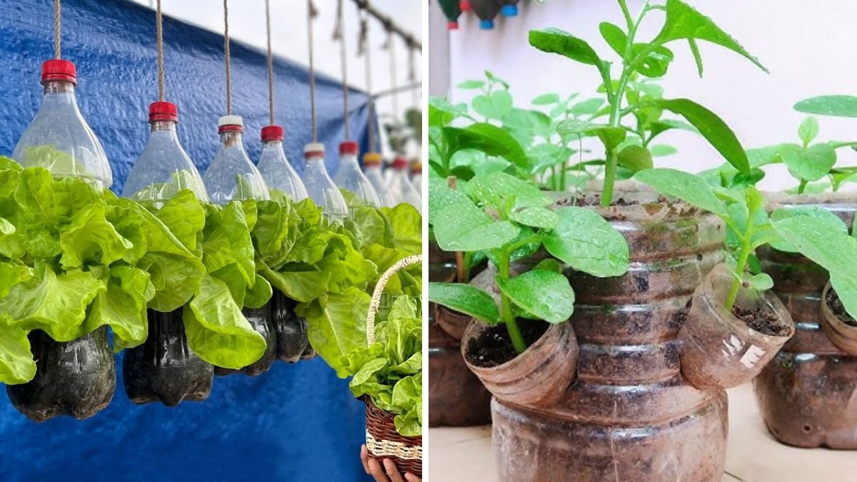 Easy Ways to Grow Vegetables at Home Using Plastic Bottles – Simple Tips for Beginners