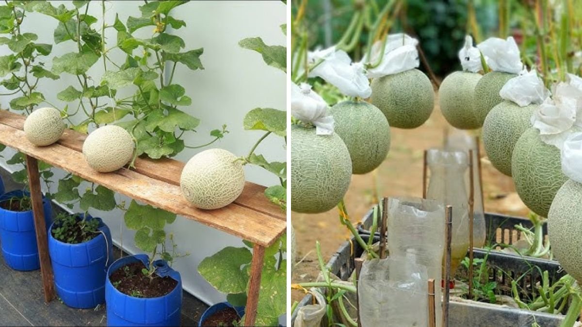 Super Easy Ways to Grow Melons at Home — Big, Juicy Fruit with
