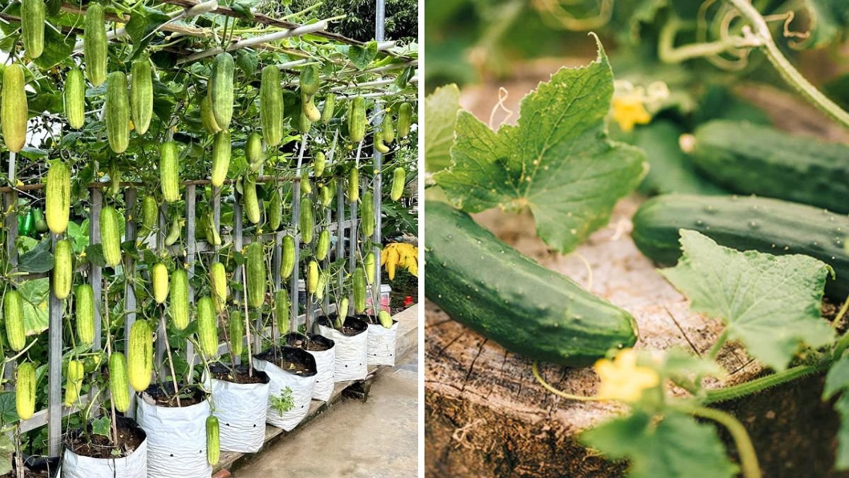 Minimal Soil, Maximum Harvest! Grow Cucumbers Easily with Just
