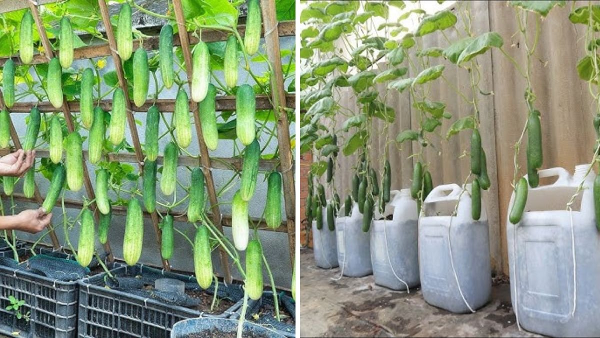 Have You Ever Grown Cucumbers This Way?