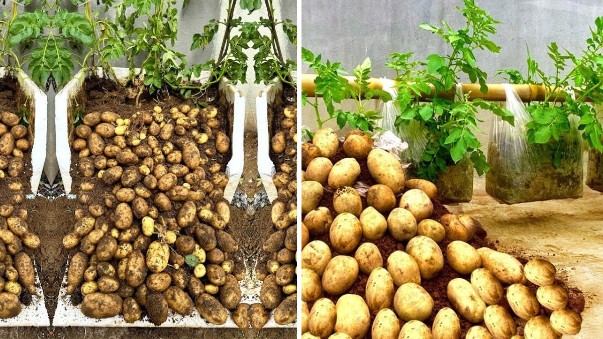 5 Super Easy Styrofoam Box Potato Growing Ideas Anyone Can Try at Home