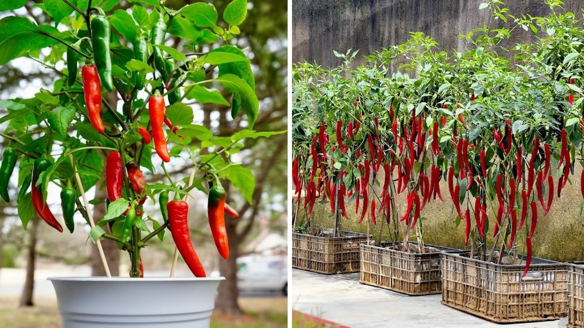 Buy Chili Peppers? Plant Them This Way and Never Buy Again!