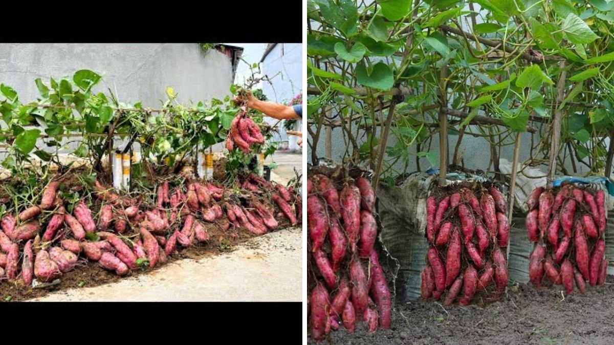 Growing Sweet Potatoes Using Leaves? I Harvested Tons of Tubers!