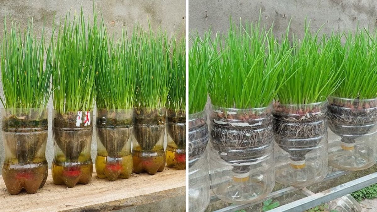 Don’t Waste Your Money! Super Easy Tips for Growing Onions at Home That Actually Work