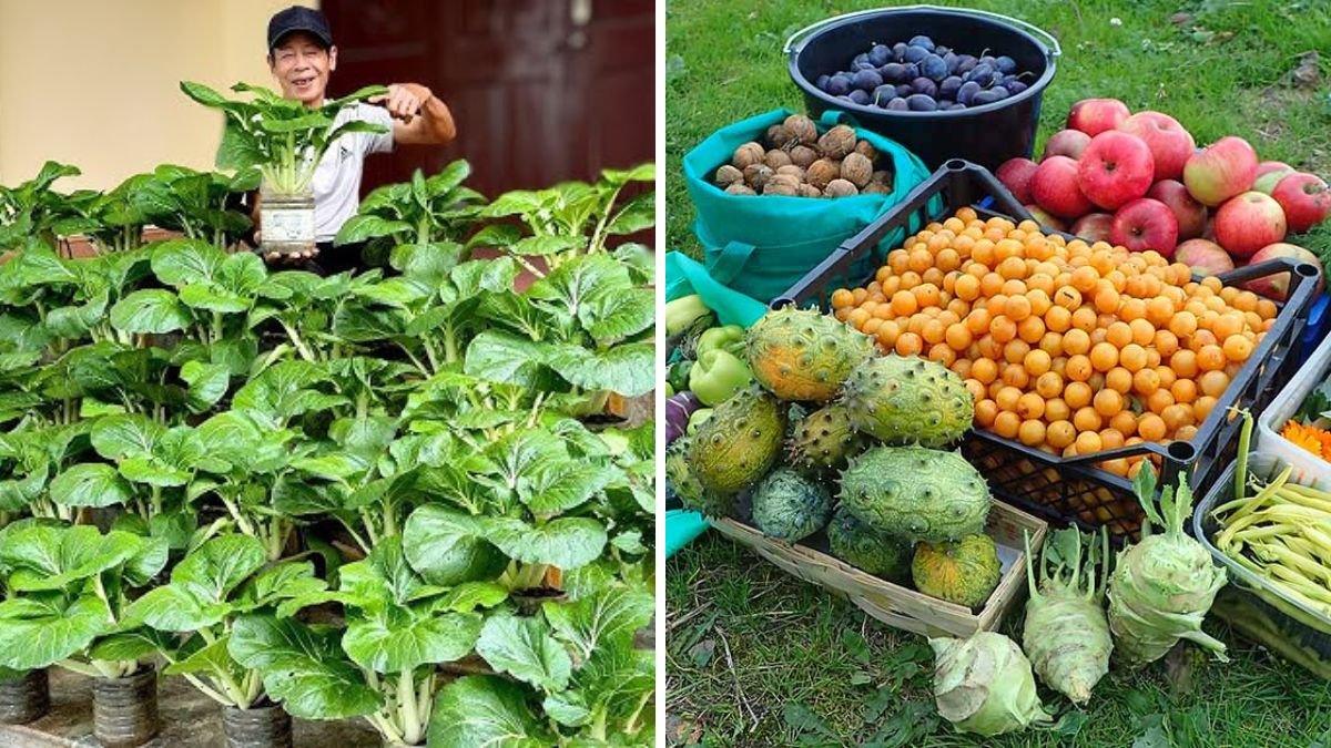 Buy Vegetables? Grow Them This Way and Never Buy Again! — Easy Home Vegetable Gardening Tips