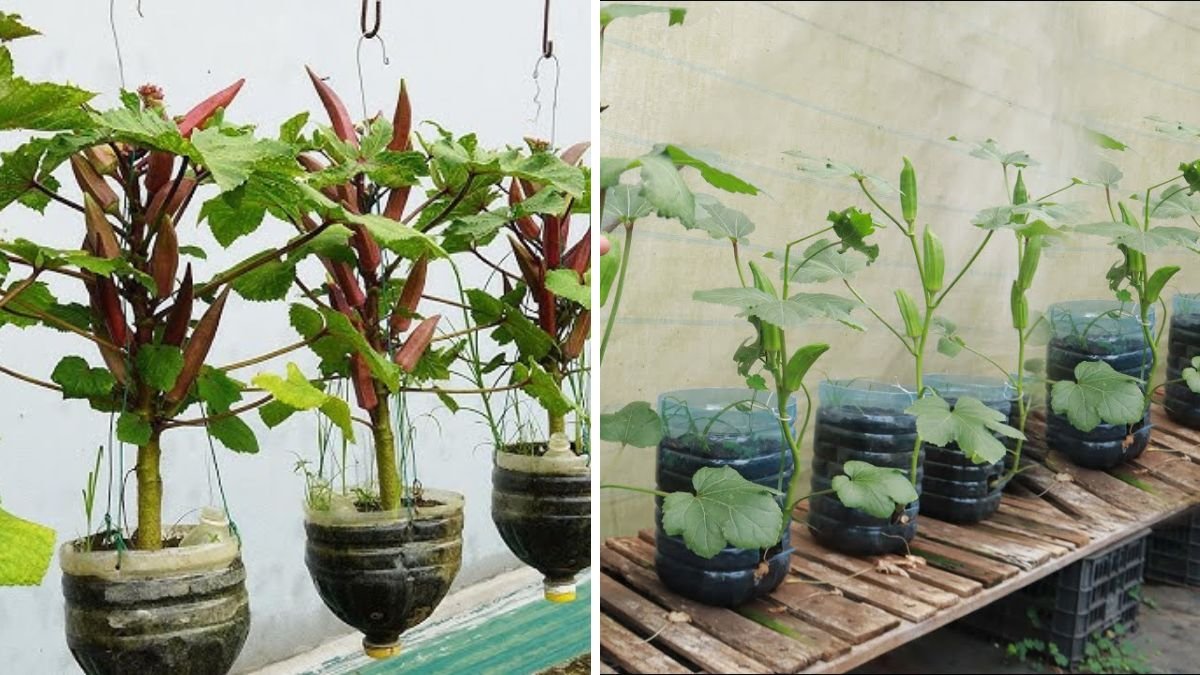 99% of People Without a Garden Have Never Tried This Okra Growing Trick