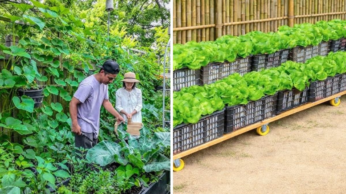 99% Of People Without Gardens Have Never Tried This Way Of Gardening — Grow Food Anywhere!