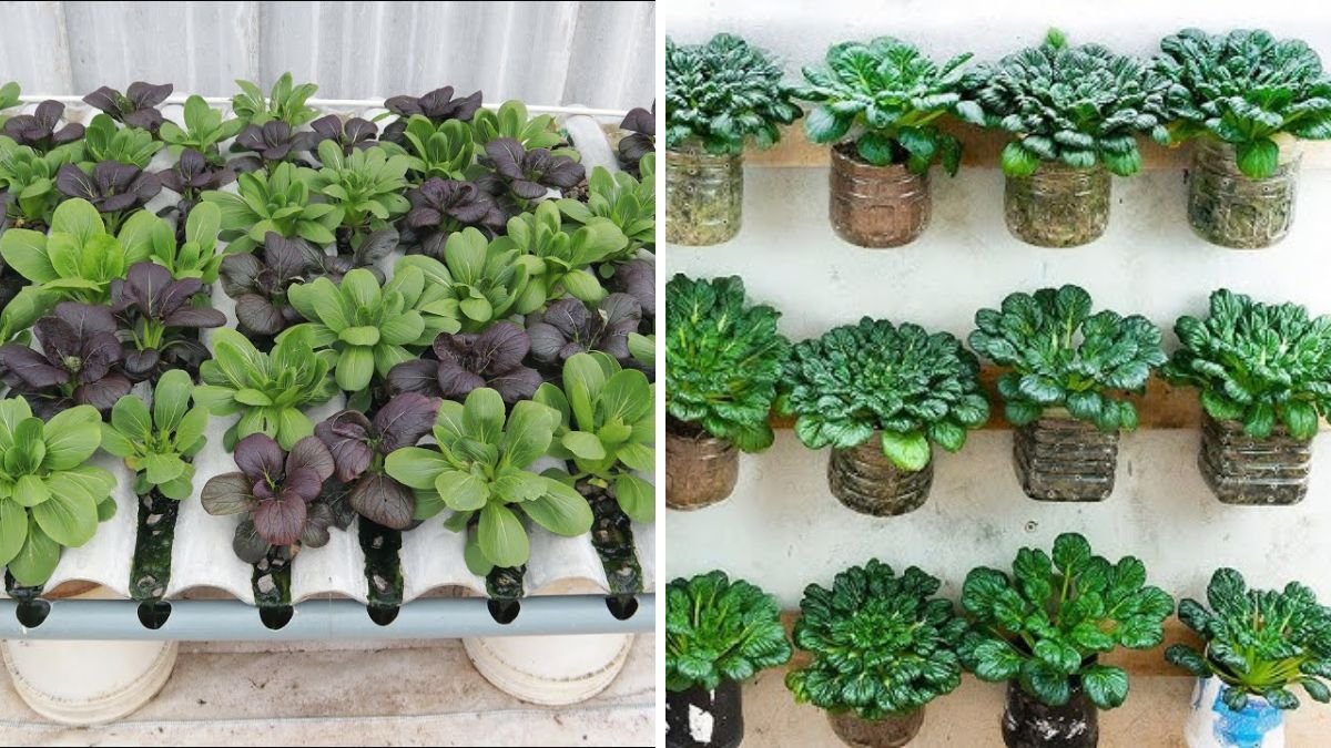 No Garden Needed — Grow This Vegetable and Get Up to 10 Harvests at Home!