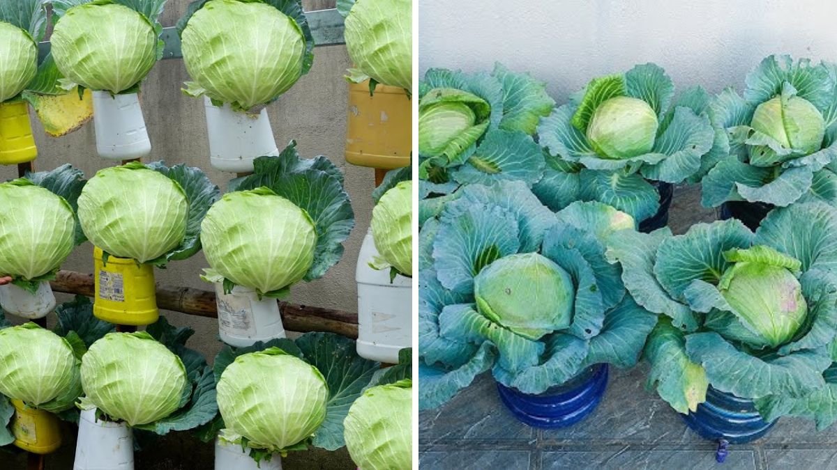 You’ll Never Regret Trying These Amazing Ways to Grow Cabbage!