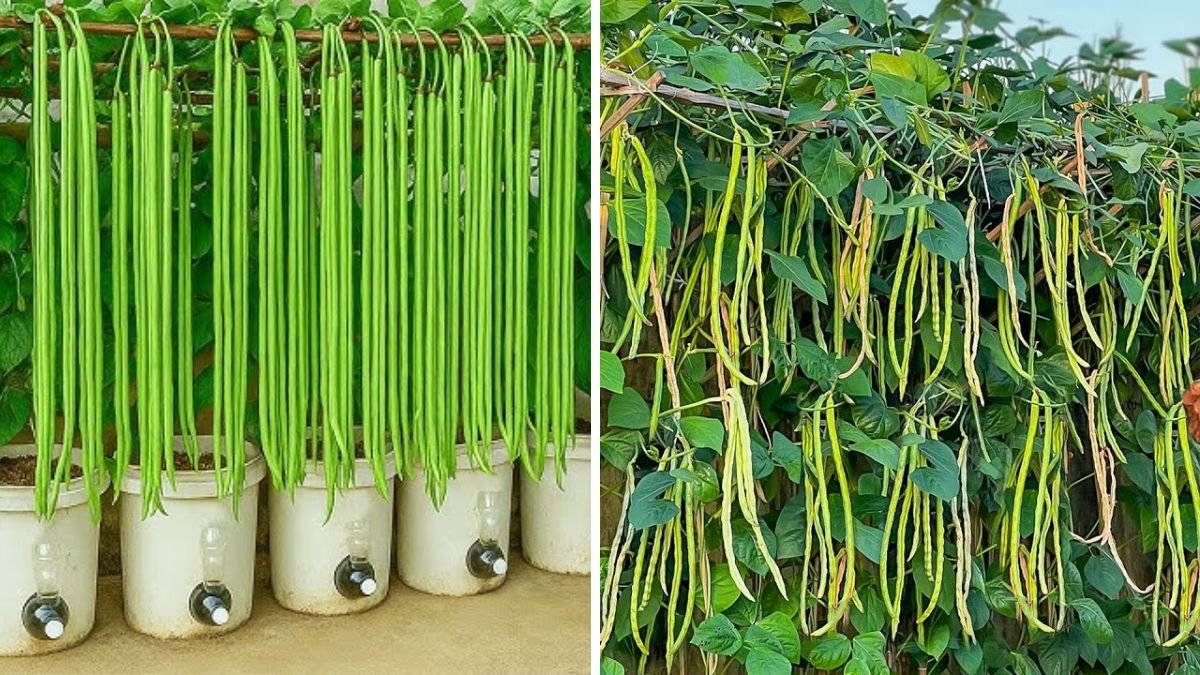 I Tried My Grandma’s Yardlong Bean Growing Method — Amazing Results!