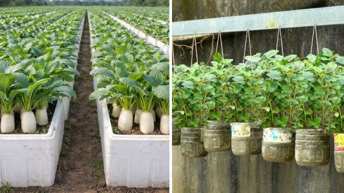 Don’t Miss This Iron-Rich, Blood-Boosting Vegetable