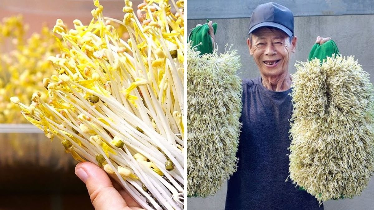 Want To Eat Healthy Bean Sprouts? Don’t Miss These Growing Methods