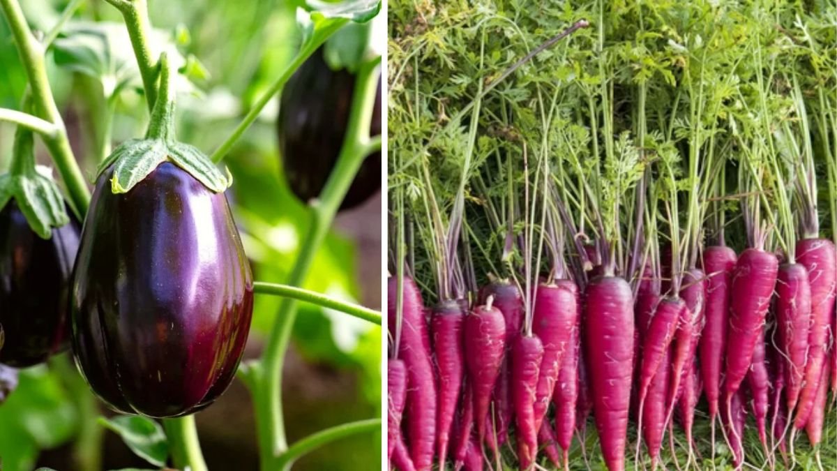 Don’t Grow Purple Carrots and Eggplants Like This — You Can’t! Essential Tips for Success