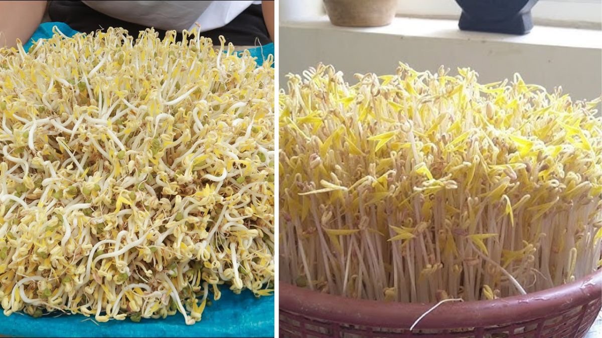 First Time Making Bean Sprouts From Peanuts — Surprising Results & Tips