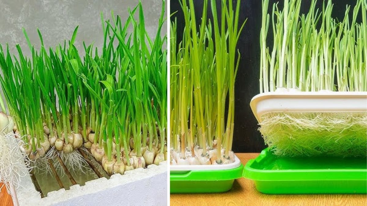 Growing Garlic Made Easy: No Soil, Fast Results – The Ultimate Guide to Growing Fresh Garlic Indoors Without Traditional Soil